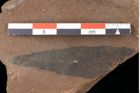 Foto (Detailansicht) von Rhytisma palaeomyricae Ettingshausen (NHMW-GEO-2024-0188-0088)